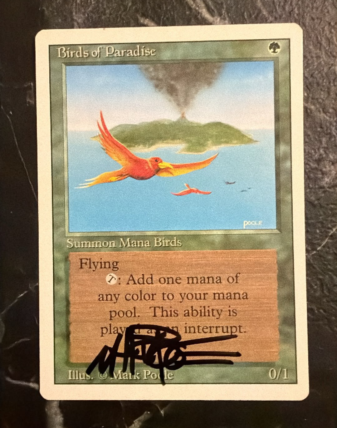 Birds Of Paradise